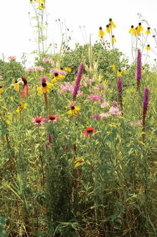 tallgrass-flowers