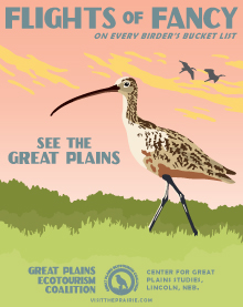 eco-curlew-poster