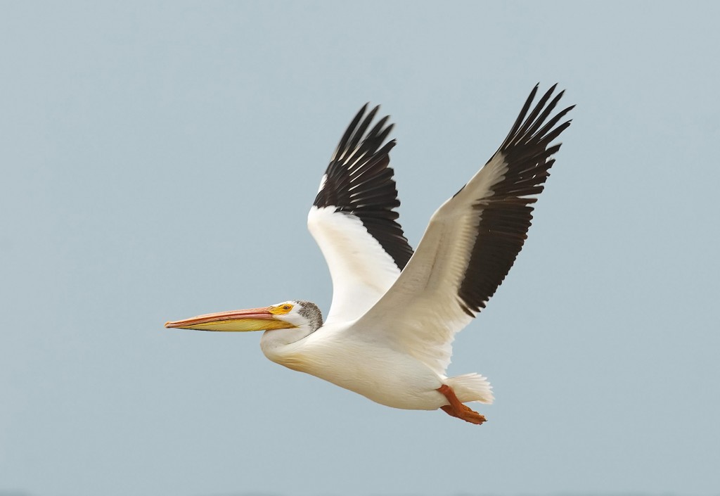 american-white-pelican-audubon