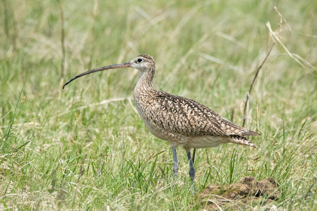 long-billed curlew