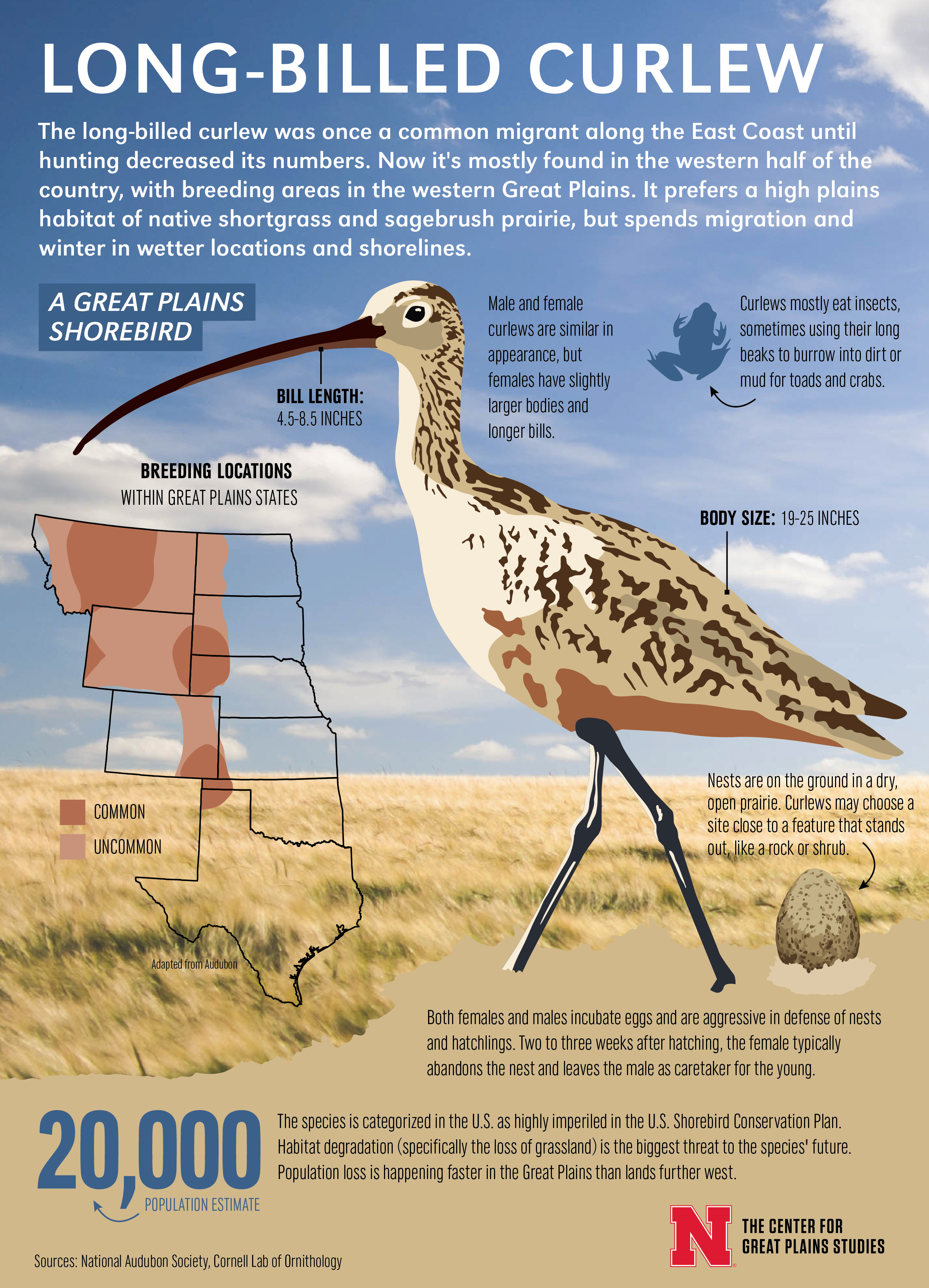 Curlew infographic